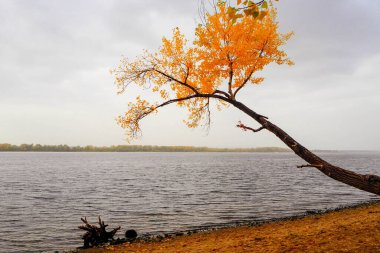 Nehir veya göl kenarındaki sonbahar manzarası, bulutlu bir gün. 