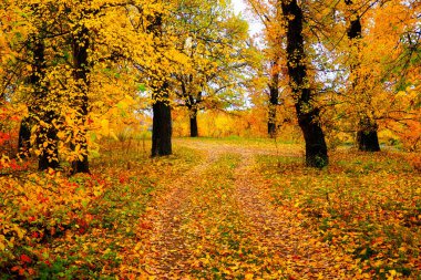 Nehir veya göl kenarındaki sonbahar manzarası, bulutlu bir gün. 