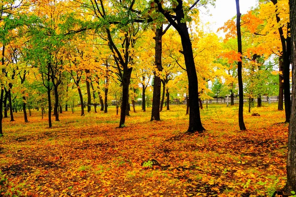 Осенний Пейзаж Рядом Рекой Озером Облачный День — стоковое фото