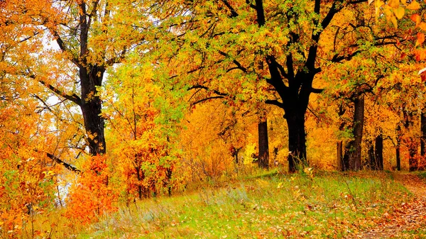 Jesienny Krajobraz Nad Rzeką Lub Jeziorem Zachmurzony Dzień — Zdjęcie stockowe