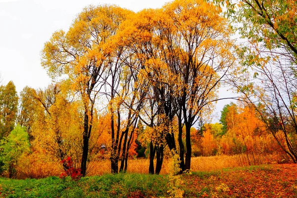 Осенний Пейзаж Рядом Рекой Озером Облачный День — стоковое фото