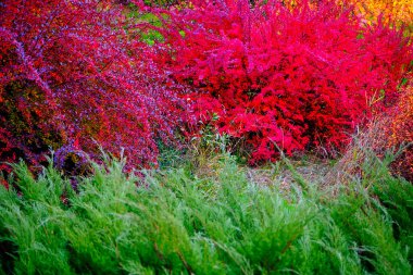  Sonbaharın başlarında bulutlu bir günde park et.  