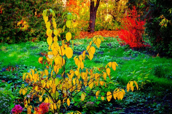 Park Vroege Herfst Een Bewolkte Dag — Stockfoto