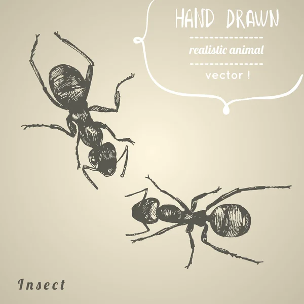 Formigas. Ilustração vetorial desenhada à mão . —  Vetores de Stock