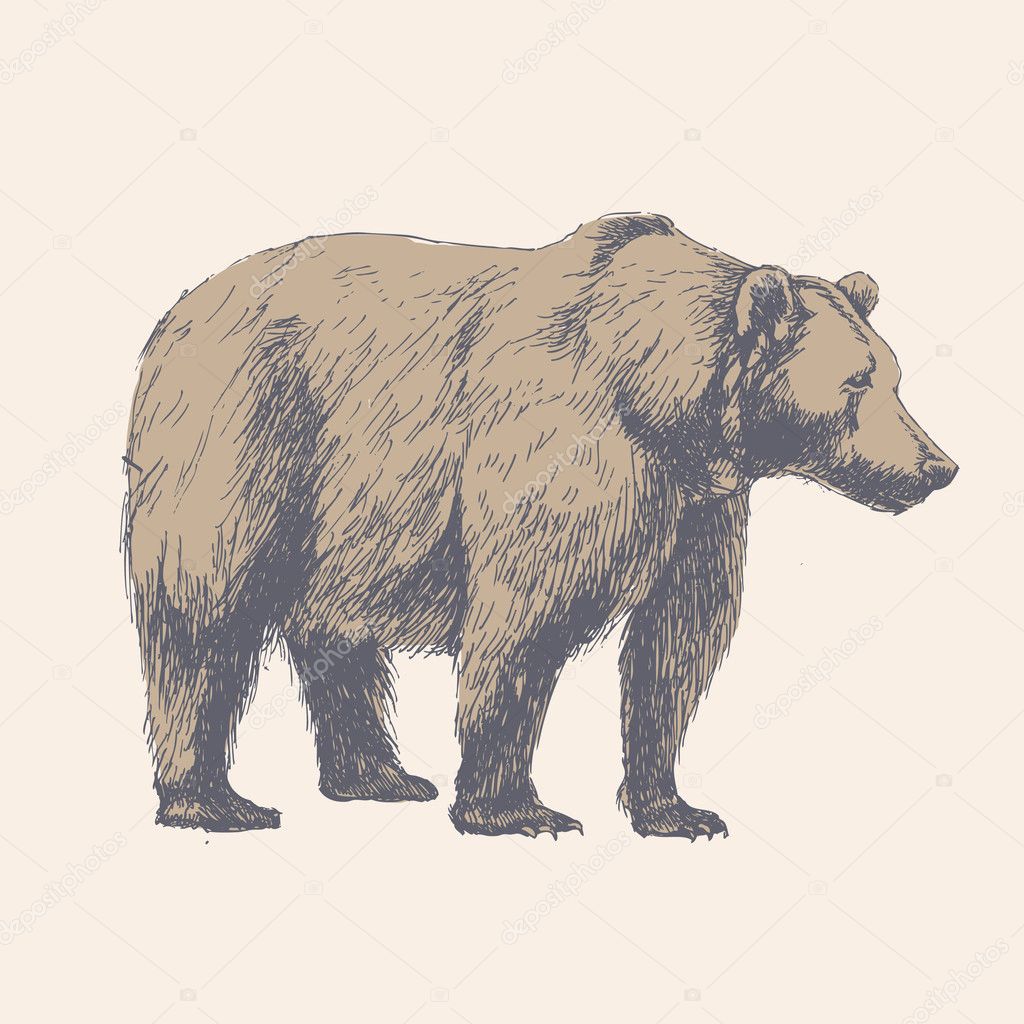 Bear. Hand drawn vector illustration.
