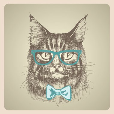 Maine Rakun Kedi Portresi.