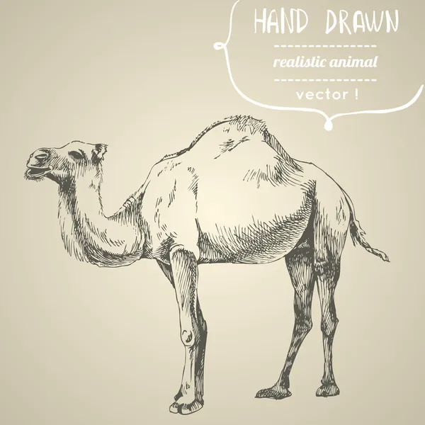 Camel. Hand drawn vector illustration. — Stock Vector