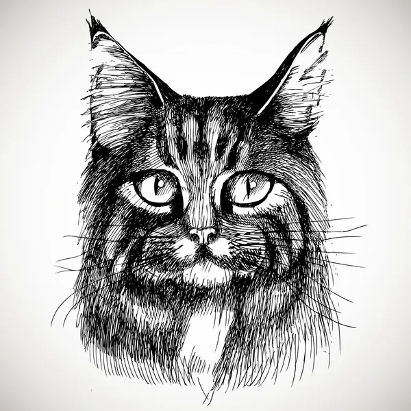 Maine Mýval kočka portrét. — Stockový vektor