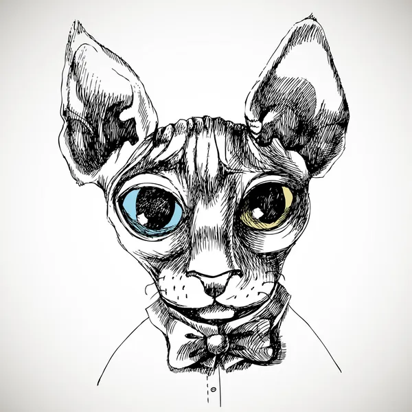 Sfinks 고양이 초상화sfinks кішка портрет. — 스톡 벡터