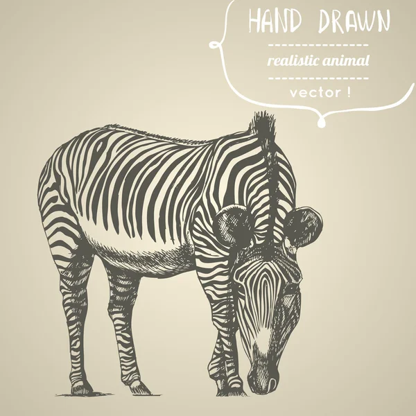 Zebra. Hand drawn vector illustration. — Stock Vector