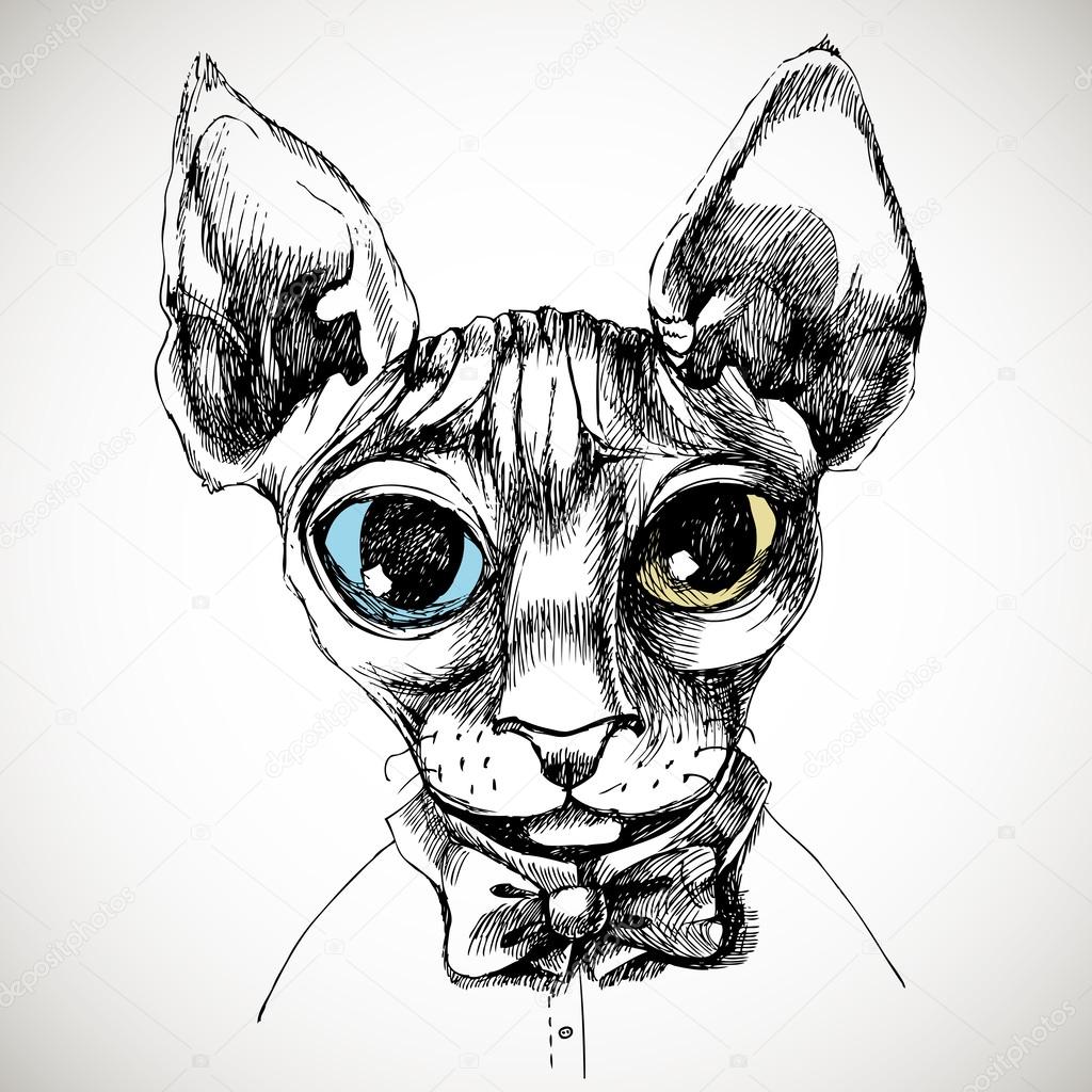 Sfinks cat portrait.