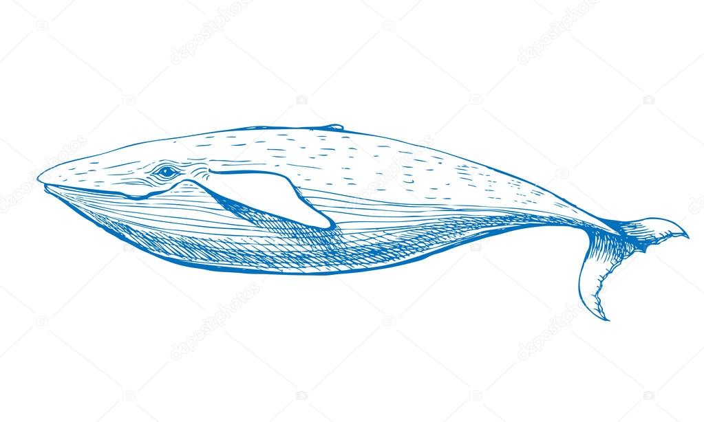 Whale. Hand drawn vector illustration. Can be used separately from your design.