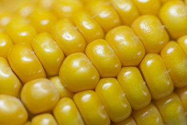 Corn kernels close up macro photograph. 