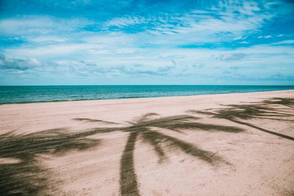 Shadow Coconut Palm Tree Leaves Sand Beach Summer — Fotografia de Stock