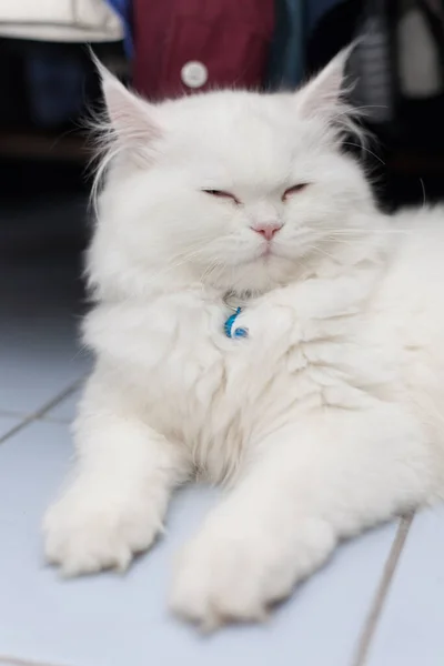 Kucing Putih Tidur Manis Persia Tidur Lantai — Stok Foto