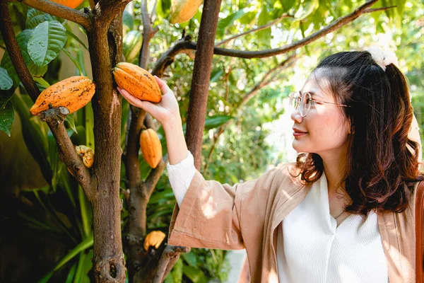 Kvinnlig Hand Skörda Mogen Kakao Pod Frukt Kakaoträdet — Stockfoto
