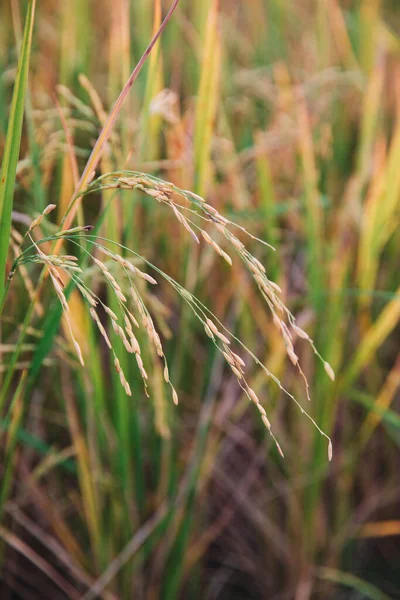 Yellow rice paddy plant in field ready for harvest in evening