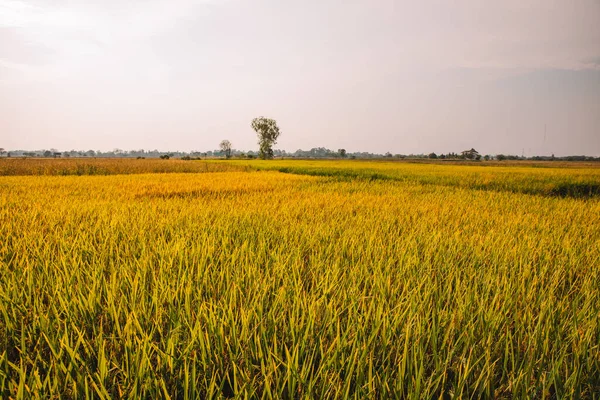 Yellow rice paddy plant in field ready for harvest in evening