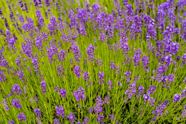 Fundo de lavanda — Fotografia de Stock