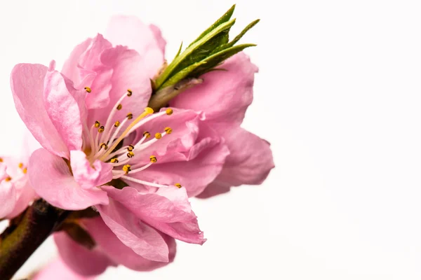 Karte mit Pfirsichblüten — Stockfoto