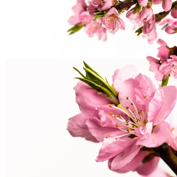 şeftali çiçekleri ile kartı