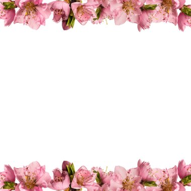 Şeftali çiçekli çerçeve