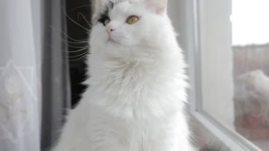 Pencerenin yanındaki komik beyaz kedi. Yazı Almanca yazılmış. Yabancı dil öğrenme.