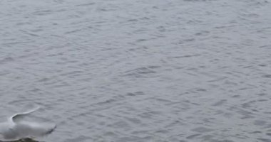 Martılar uçar ve nehirde yüzer. Kız kuşları ekmekle besliyor..