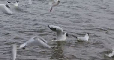 Martılar uçar ve nehirde yüzer. Kız kuşları ekmekle besliyor..