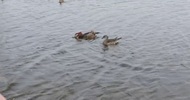 鸭子在河里游泳 这个女孩给鸟儿喂食面包 — 图库视频影像