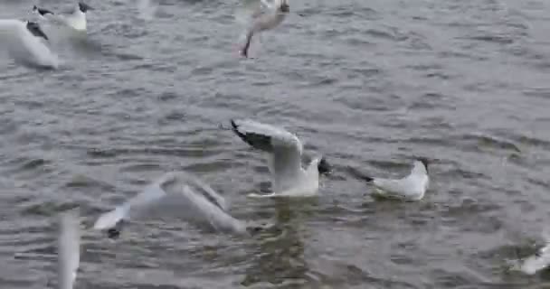Чайки Летают Плавают Реке Девочка Кормит Птиц Хлебом — стоковое видео