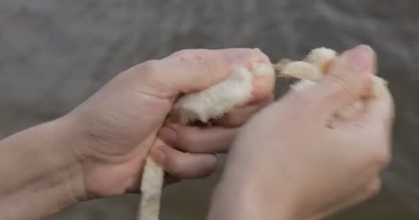 Ducks Swim River Girl Feeds Birds Bread — Stock Video