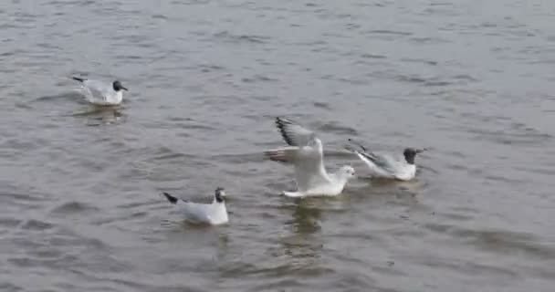海鸥在河里飞翔和游泳 这个女孩给鸟儿喂食面包 — 图库视频影像