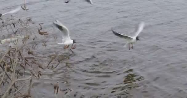 海鸥在河里飞翔和游泳 这个女孩给鸟儿喂食面包 — 图库视频影像