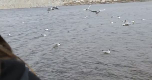 갈매기는 날면서 강에서 헤엄을 빵으로 먹이를 — 비디오