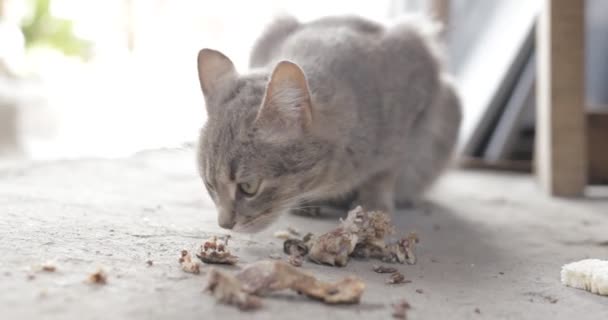 Szary Bezpański Kot Zjada Resztki Ulicy Zbliżenie — Wideo stockowe