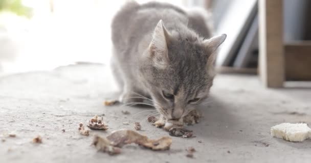 Szary Bezpański Kot Zjada Resztki Ulicy Zbliżenie — Wideo stockowe