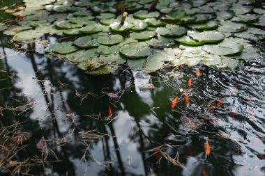 Kırmızı balıklı bir göl. Yeşil nilüferler ve algler