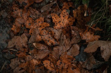 Yağmurda yere düşen sarı yapraklar. Sonbahar havası