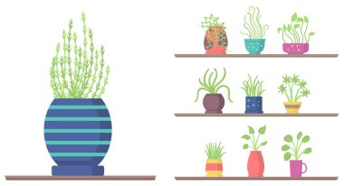 Raflardaki ev bitkileri, bahçe saksısı.