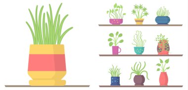 Raflardaki ev bitkileri, bahçe saksısı.