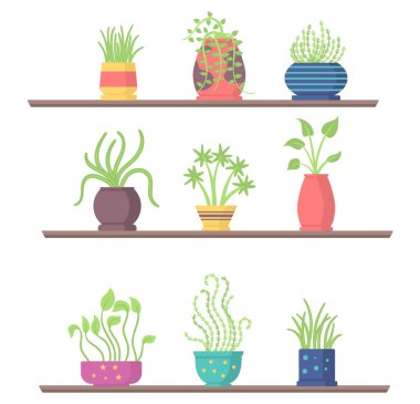 Raflardaki ev bitkileri, bahçe saksısı.