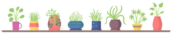 Set di piante da casa sugli scaffali, vaso di fiori da giardino. — Vettoriale Stock