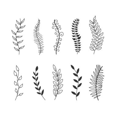 Süs ağacı dalları, okaliptüs ağaçları, palmiye ağaçları, yapraklar, çimenler. Yapraklar, çiçekler, girdaplar ve tüylerin el yapımı eskizi. Kalem fırçasıyla çizilmiş renkli ögeler. 