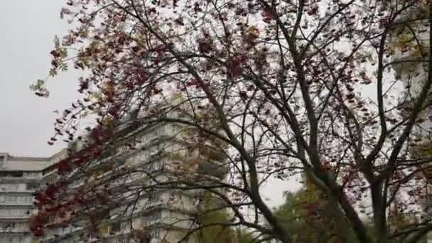 Gekleurd beslissen over de bomen in het begin van de herfst, herfst landschap. Langzame beweging. gekleurde bladeren aan bomen. poppetje shot camera — Stockvideo