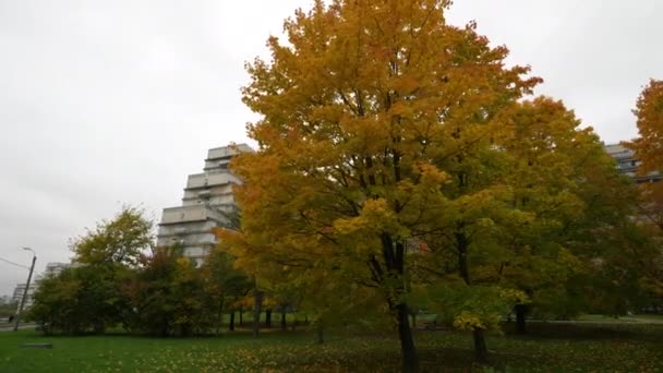 Έγχρωμη απόφαση για τα δέντρα στις αρχές του φθινοπώρου, φθινοπωρινό τοπίο. αργή κίνηση. χρωματιστά φύλλα στα δέντρα. φωτογραφική μηχανή dolly — Αρχείο Βίντεο