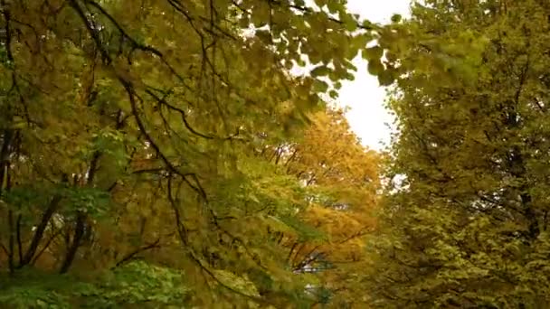 Color decidir sobre los árboles en el som principios de otoño, paisaje de otoño. cámara lenta. hojas de colores en los árboles. cámara dolly disparo — Vídeo de stock
