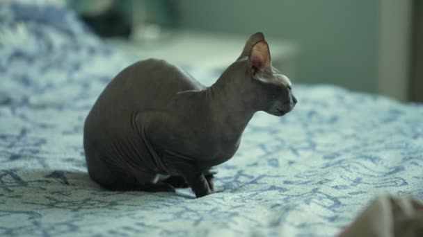 Beau chat sphynx gris dans la maison assis sur le sol. — Video