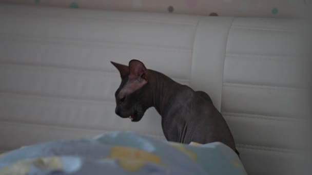 Beau chat sphynx gris dans la maison assis sur le sol. — Video