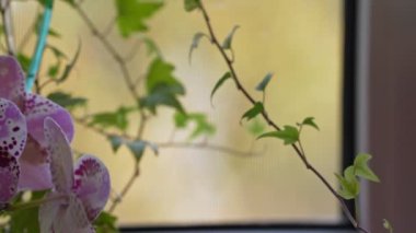 Pencere kenarındaki odada çiçek açan orkide çiçeği. yakın plan